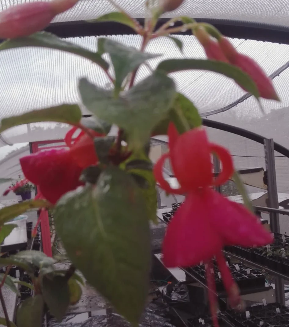 Pink fuchsia cluster